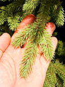 Árvore de Natal Pinheiro Realista New York – [EDIÇÃO LUXO + BRINDE EXCLUSIVO]