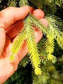 Árvore de Natal Pinheiro Realista New York – [EDIÇÃO LUXO + BRINDE EXCLUSIVO]